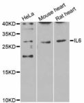 IL6, Polyclonal Antibody 0.1mL