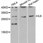 IL6, Polyclonal Antibody 0.1mL