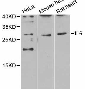 IL6, Polyclonal Antibody 0.1mL