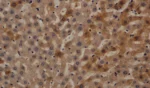 Rabbit Caspase-3 Polyclonal Antibody 0.12mL