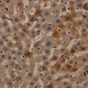 Rabbit Caspase-3 Polyclonal Antibody 0.12mL