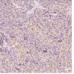 Bax, Recombinant Antibody 0.3mg