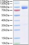 Recombinant Human IL-1R3/IL-1RAcP/IL1RAP Protein 100 μg