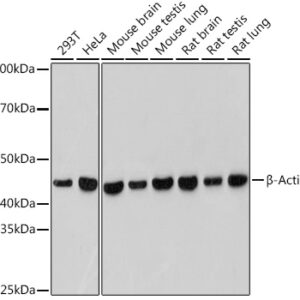 Recombinant Influenza A H1N1 (A/Puerto Rico/8/1934) Hemagglutinin / HA Protein 100 μg