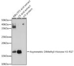Asymmetric DiMethyl-Histone H3-R17 Rabbit pAb, 100 μL