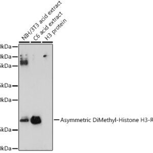 Asymmetric DiMethyl-Histone H3-R17 Rabbit pAb, 100 μL