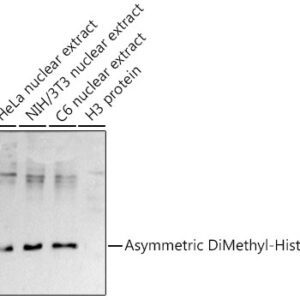 Asymmetric DiMethyl-Histone H3-R2 Rabbit pAb, 100 μL