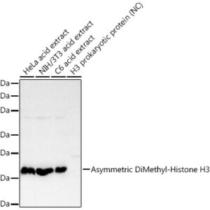 Asymmetric DiMethyl-Histone H3-R8 Rabbit mAb, 100 μL