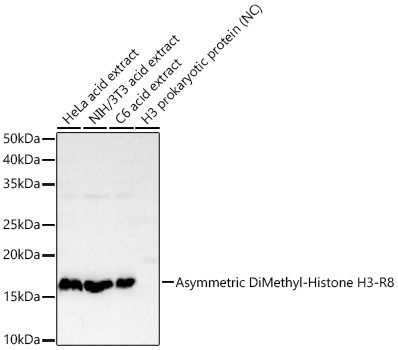 Asymmetric DiMethyl-Histone H3-R8 Rabbit mAb, 100 μL