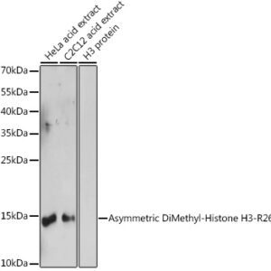 Asymmetric DiMethyl-Histone H3-R26 Rabbit pAb, 100 μL