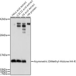 Asymmetric DiMethyl-Histone H4-R3 Rabbit pAb, 100 μL