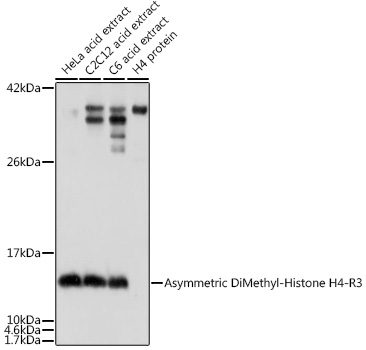 Asymmetric DiMethyl-Histone H4-R3 Rabbit pAb, 100 μL