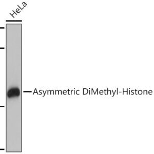 Asymmetric DiMethyl-Histone H3-R17 Rabbit pAb, 100 μL
