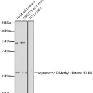 Asymmetric DiMethyl-Histone H3-R8 Rabbit pAb, 100 μL