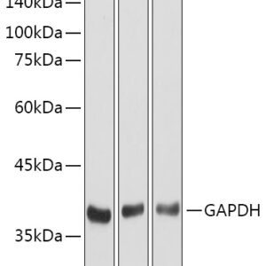 HRP-conjugated Goat anti-Rabbit IgG (H+L), 100 μL
