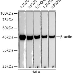 HRP-conjugated Donkey anti-Rabbit IgG (H+L), 100 μL