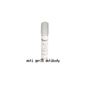 Anti-GPR35 antibody :: Rabbit anti-Human, Rat G Protein Coupled Receptor 35 (GPR35) Polyclonal Antibody 0.1 mL