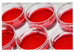 Tryptose Phosphate Broth, Powder 500g