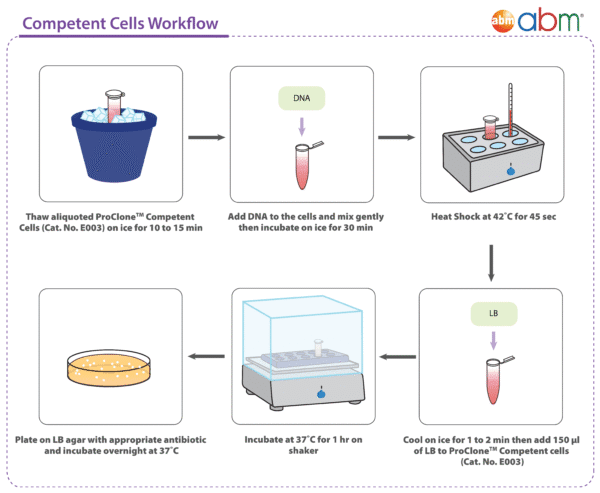 ProClone™ Competent Cells 1.2ml (6 x 200μl)