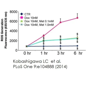 DCFDA / H2DCFDA - Cellular ROS Assay Kit 300 Test