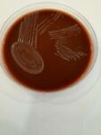 Chocolate Agar Enriched plates