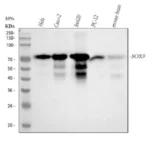 anti-SOX9 antibody :: Rabbit SOX9 Monoclonal Antibody- 0.03 mL