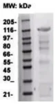 anti-CD117 (kit) antibody :: Rabbit CD117 (kit) Polyclonal Antibody