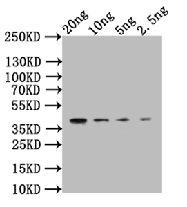 Anti-CLB2 Antibody: Rabbit CLB2 Polyclonal Antibody