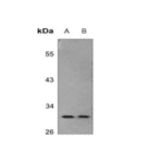 anti-SCP3 antibody :: Rabbit SCP3 Polyclonal Antibody- 0.1 mg