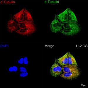 α-Tubulin Rabbit mAb 100 μL