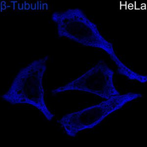 ABflo® 405-conjugated Goat anti-Rabbit IgG (H+L) 100 μL
