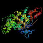 Bovine Serum Albumin, Fraction V - Crystallized 100g