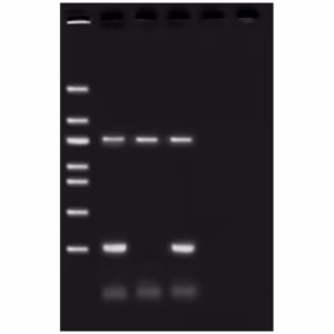 Drosophila Genotyping Using PCR
