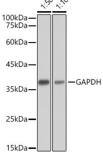 HRP-conjugated Goat anti-Mouse IgG (H+L) 100 μL