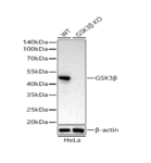 [KO Validated] GSK3β Rabbit mAb 20 μL