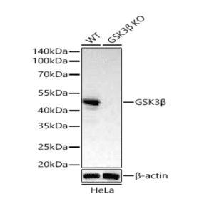 [KO Validated] GSK3β Rabbit mAb 20 μL