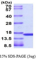 TNF active protein :: Tumor Necrosis Factor-alpha Active Protein 0.5mg