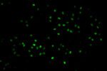 EdU assay kit :: Cell Proliferation EdU Assay Kit 100 Test