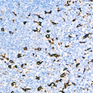 CD68 Rabbit mAb 20uL