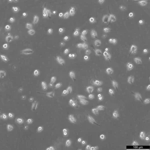 L929 Cells Murine Fibroblast cell line