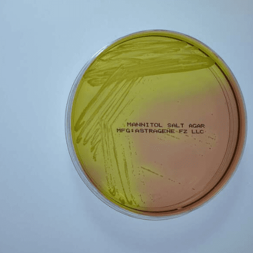 Mannitol Salt Agar Plate (10 plates in a pack )