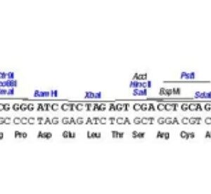 DNA Plasmid pUC19 Vector, 0.05 mg