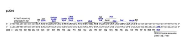DNA Plasmid pUC19 Vector, 0.05 mg