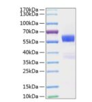 Recombinant Mouse Flt3 ligand/Flt3L Protein
