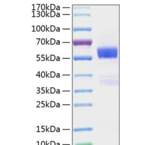 Recombinant Mouse Flt3 ligand/Flt3L Protein