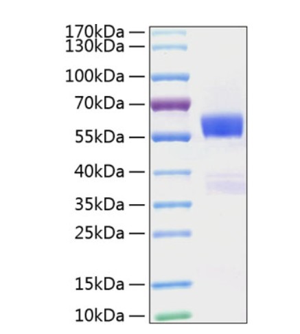 Recombinant Mouse Flt3 ligand/Flt3L Protein