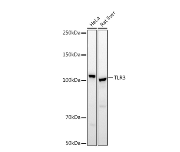 TLR3 Rabbit pAb