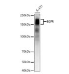 EGFR Rabbit mAb