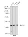 HRP-conjugated Goat anti-Rabbit IgG (H+L), 100 μL