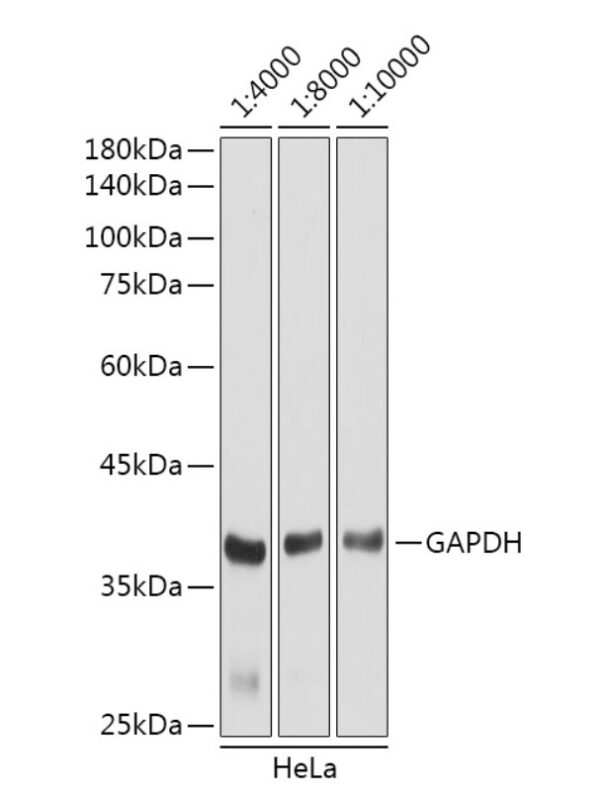 HRP-conjugated Goat anti-Rabbit IgG (H+L), 100 μL